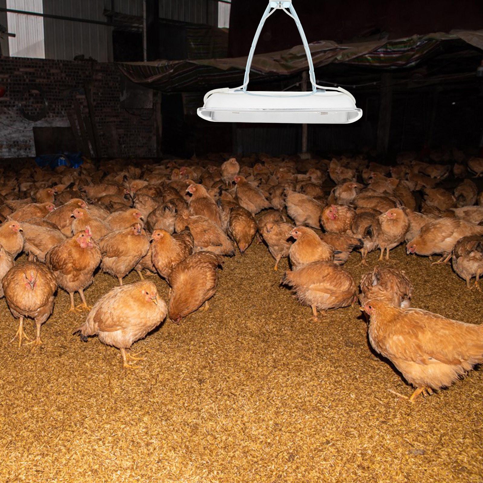 Pig Farm Heat E27 250W Bulb Fo - Farming A avis et prix