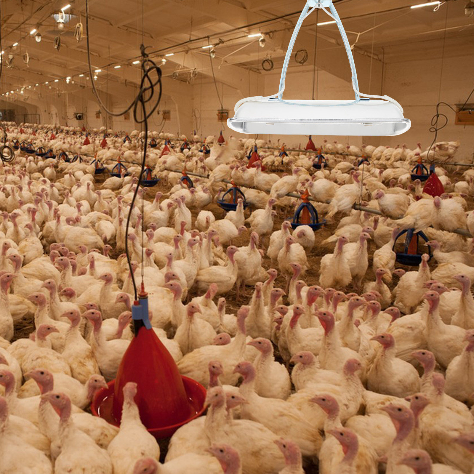 Pig Farm Heat E27 250W Bulb Fo - Farming A avis et prix