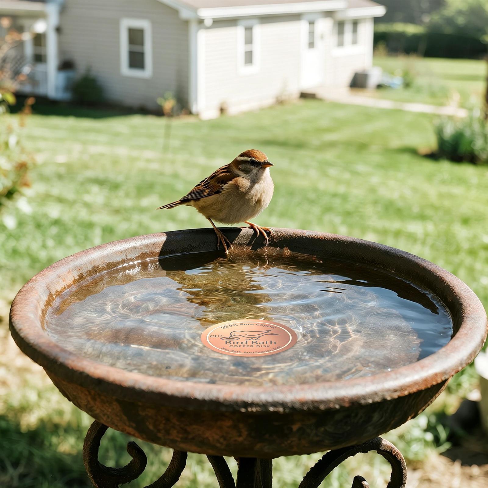 Bird Bath Copper Disc 0.6mm Th - Farming A avis et prix